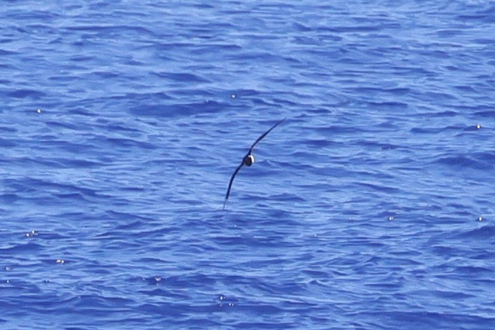 Tropical Shearwater - ML524725791