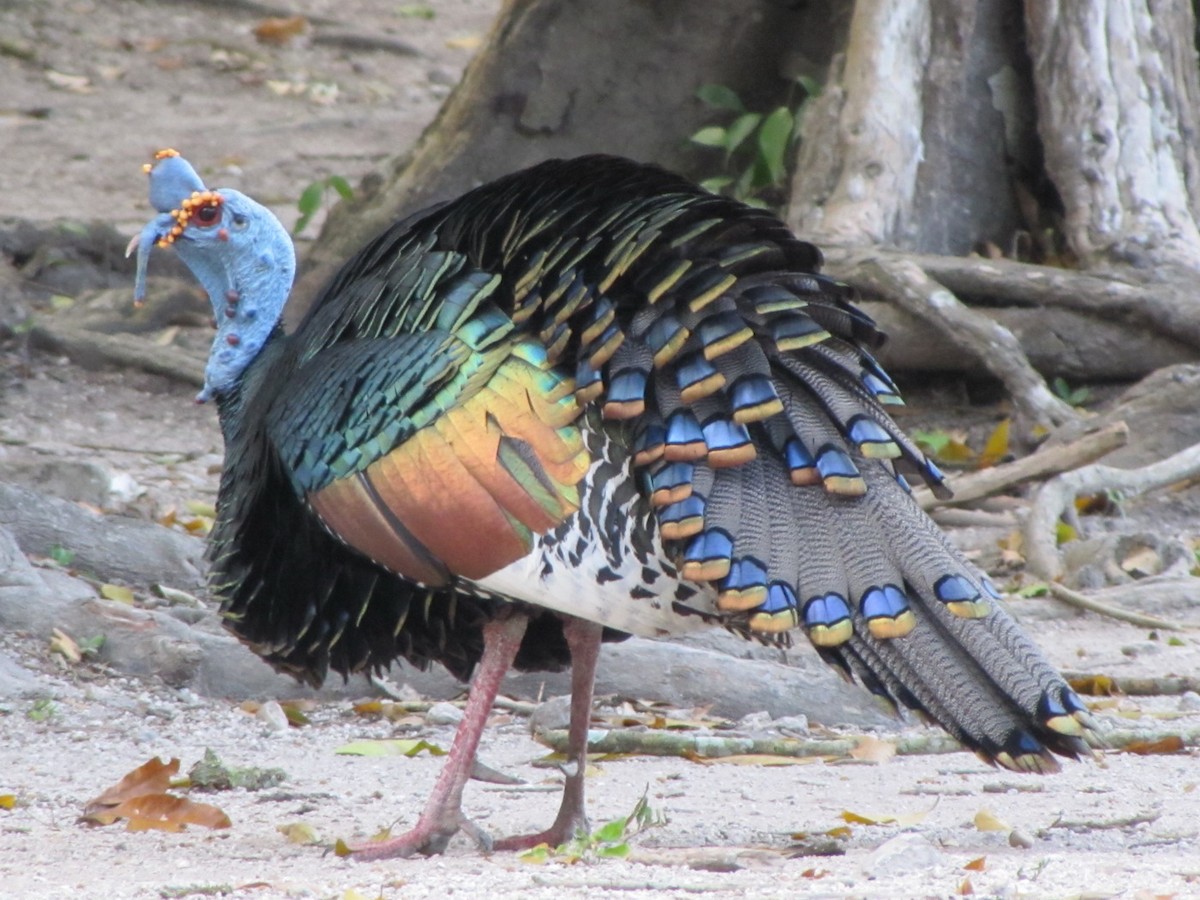 Ocellated Turkey - ML524728271