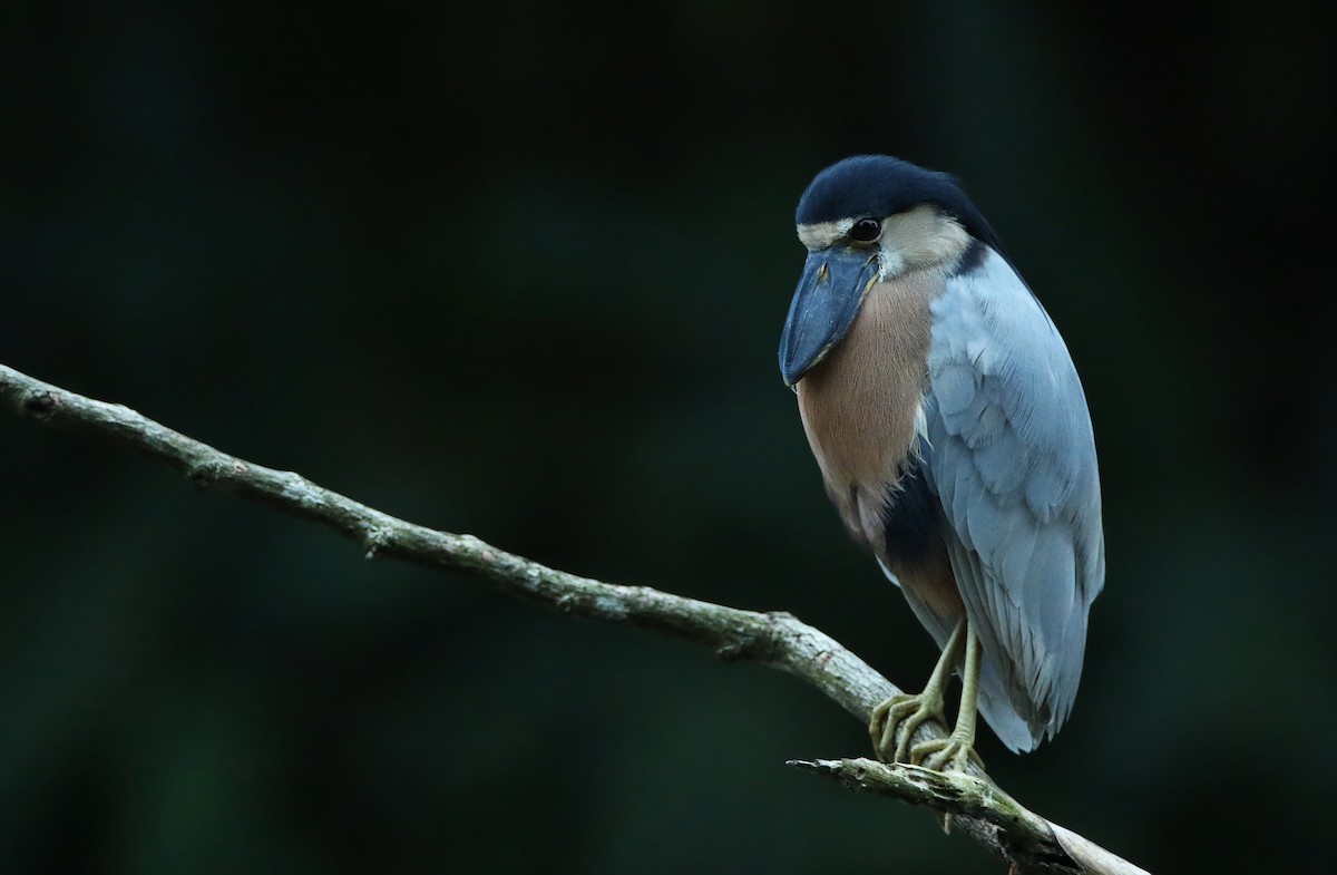 Boat-billed Heron - Luke Seitz