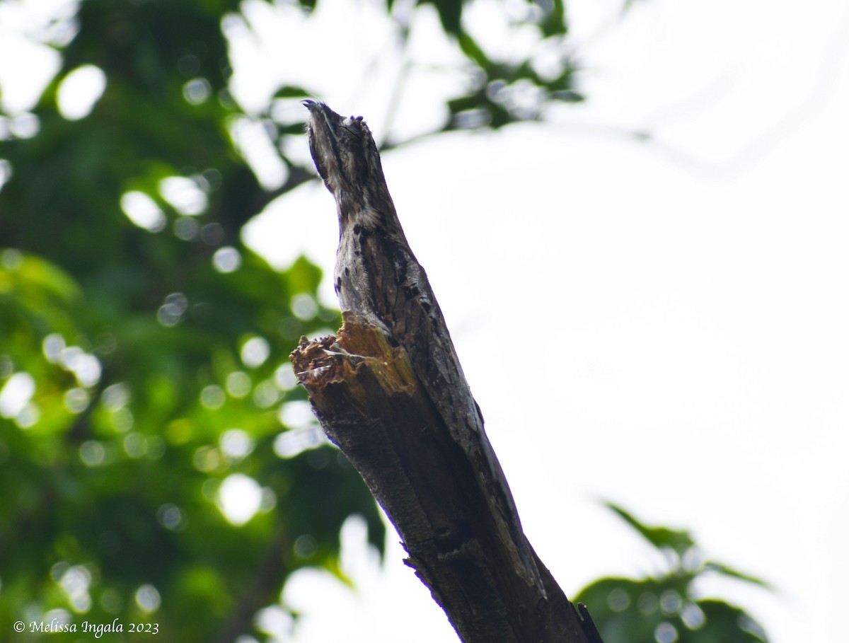 Common Potoo - ML524728891