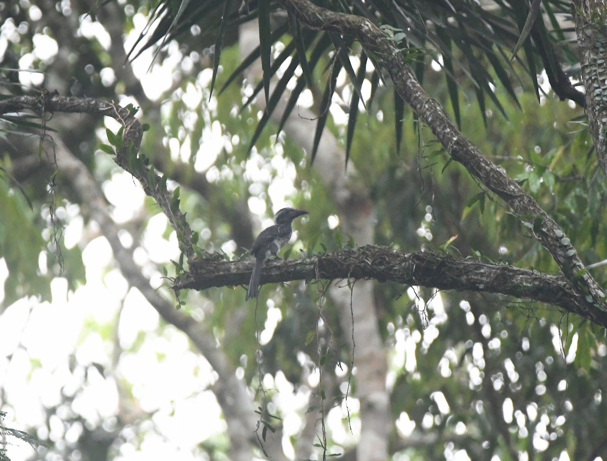 Eastern Dwarf Hornbill - ML524728911