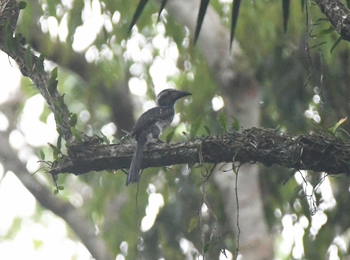 Eastern Dwarf Hornbill - ML524729021