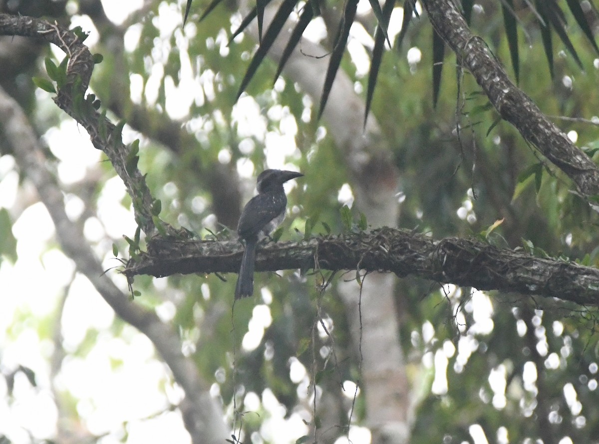 Eastern Dwarf Hornbill - ML524729191