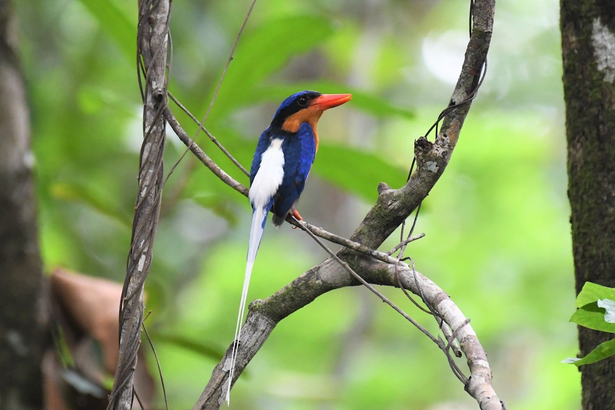 Buff-breasted Paradise-Kingfisher - ML524729891