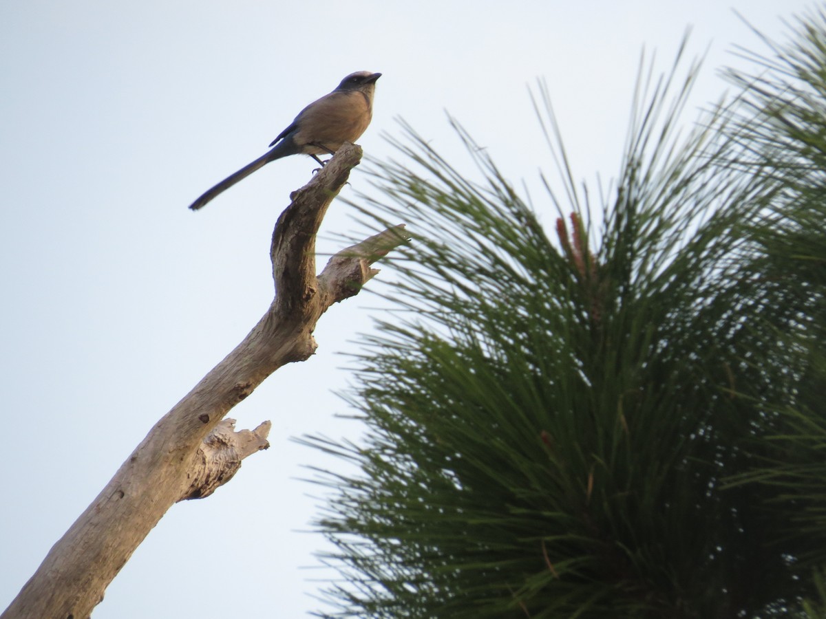 Florida Scrub-Jay - ML52473011