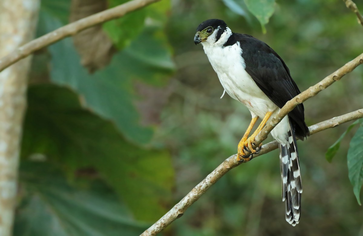 Collared Forest-Falcon - ML52473031