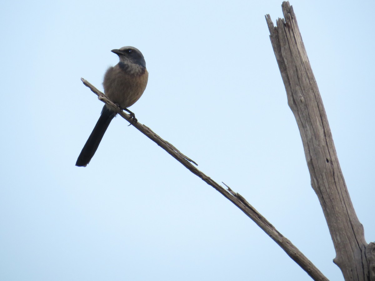 Florida Scrub-Jay - ML52473051