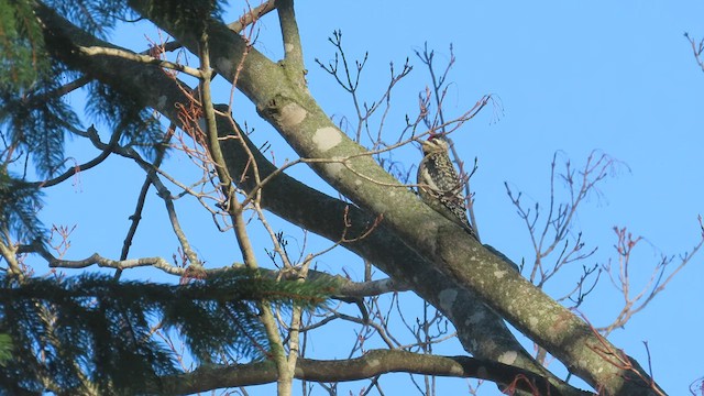 Yellow-bellied Sapsucker - ML524732681