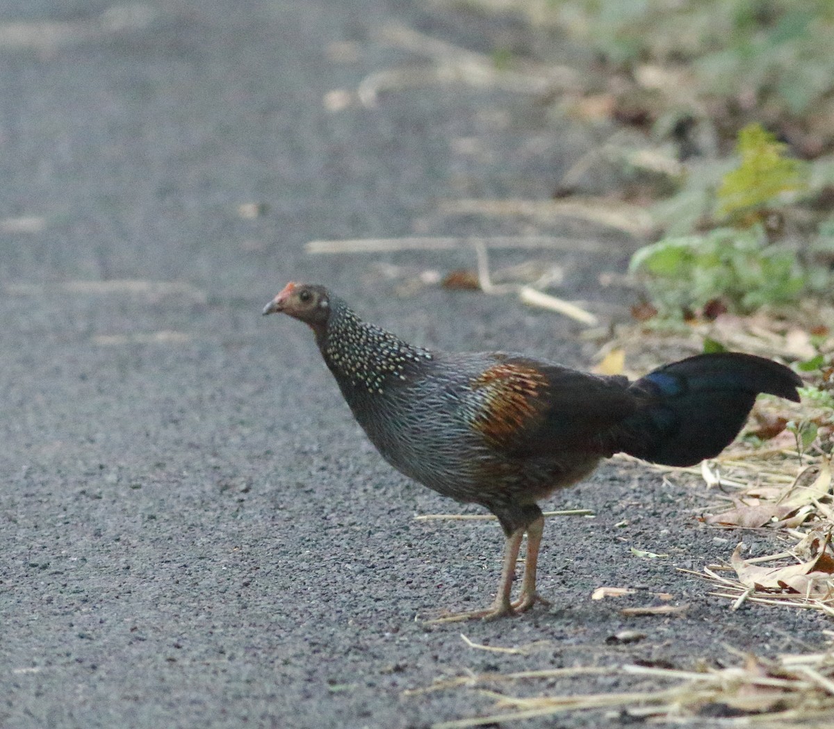 Gray Junglefowl - ML524732721