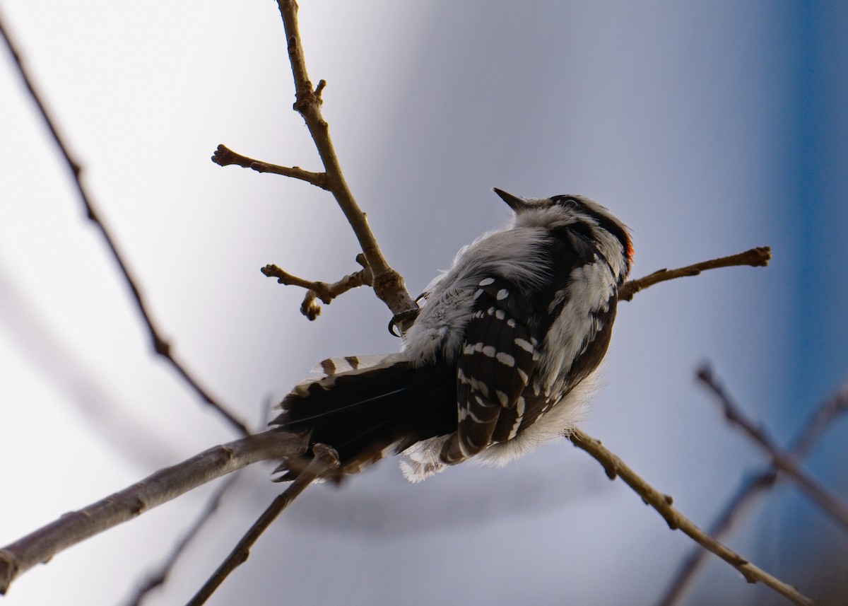 Downy Woodpecker - ML524732961