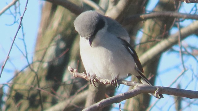 Pie-grièche migratrice - ML524733121