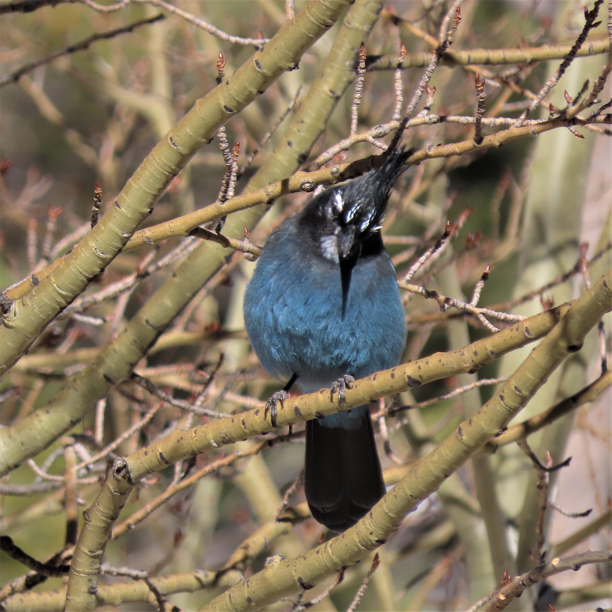 Steller's Jay - ML524733231