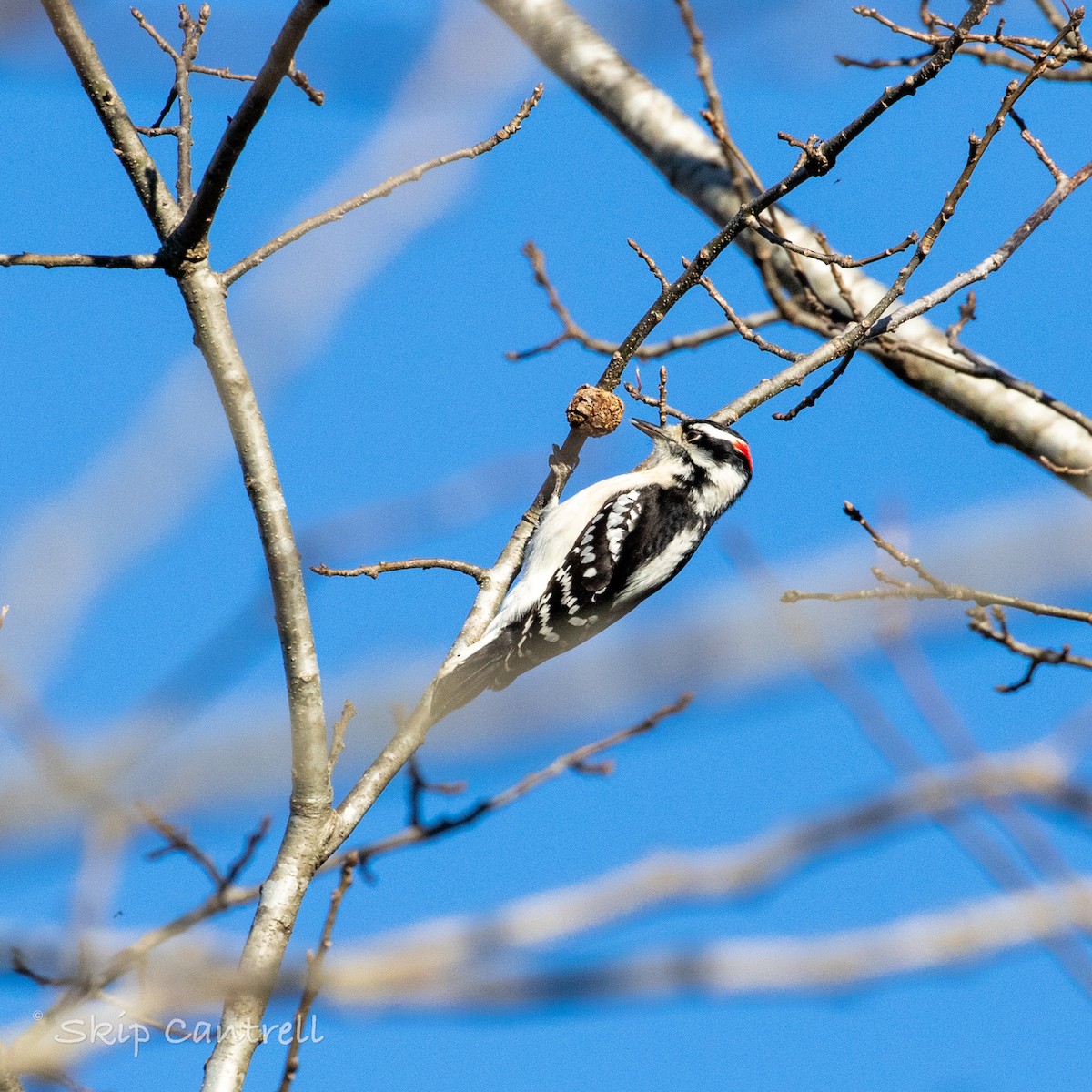 Downy Woodpecker - ML524735211