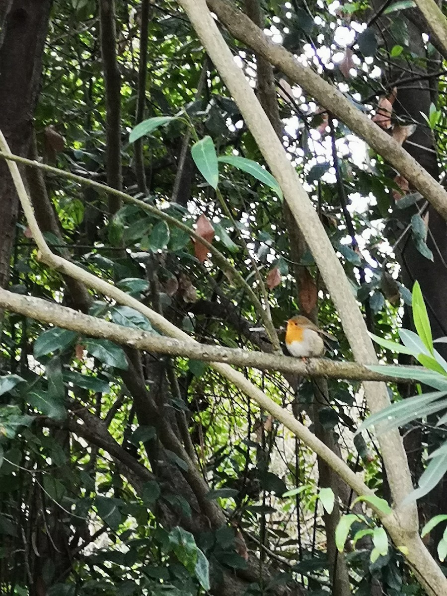 European Robin - ML524735231