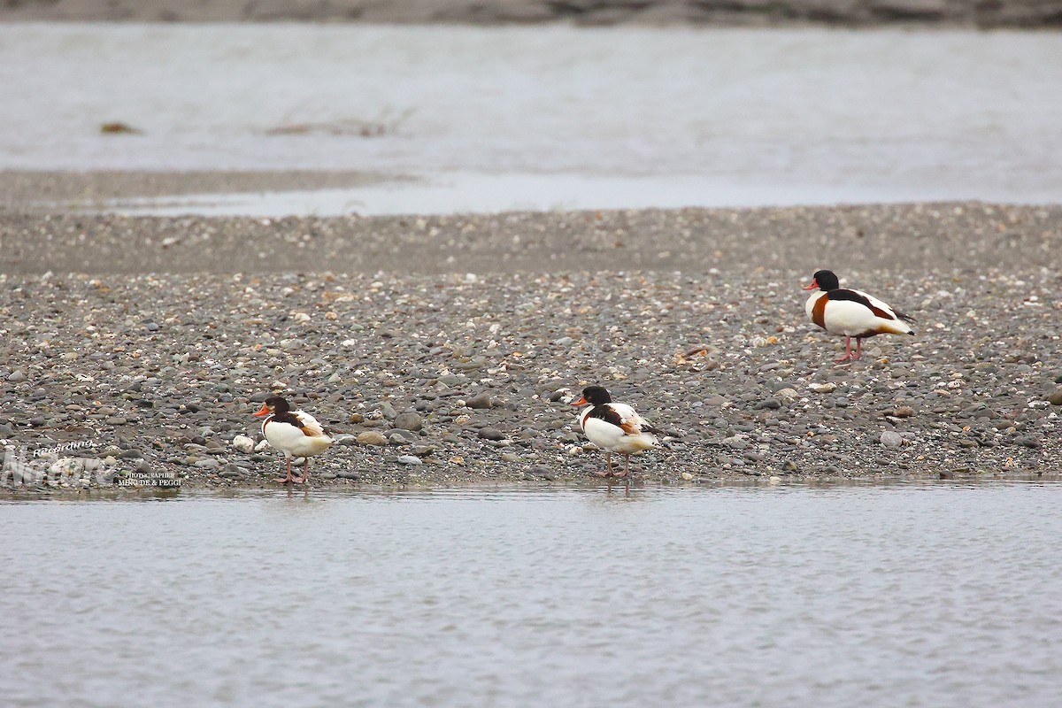 Common Shelduck - ML524735681