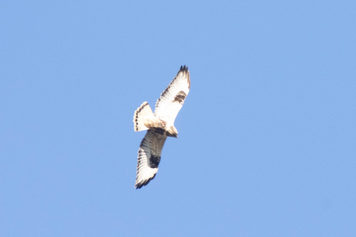 Rough-legged Hawk - ML524736111