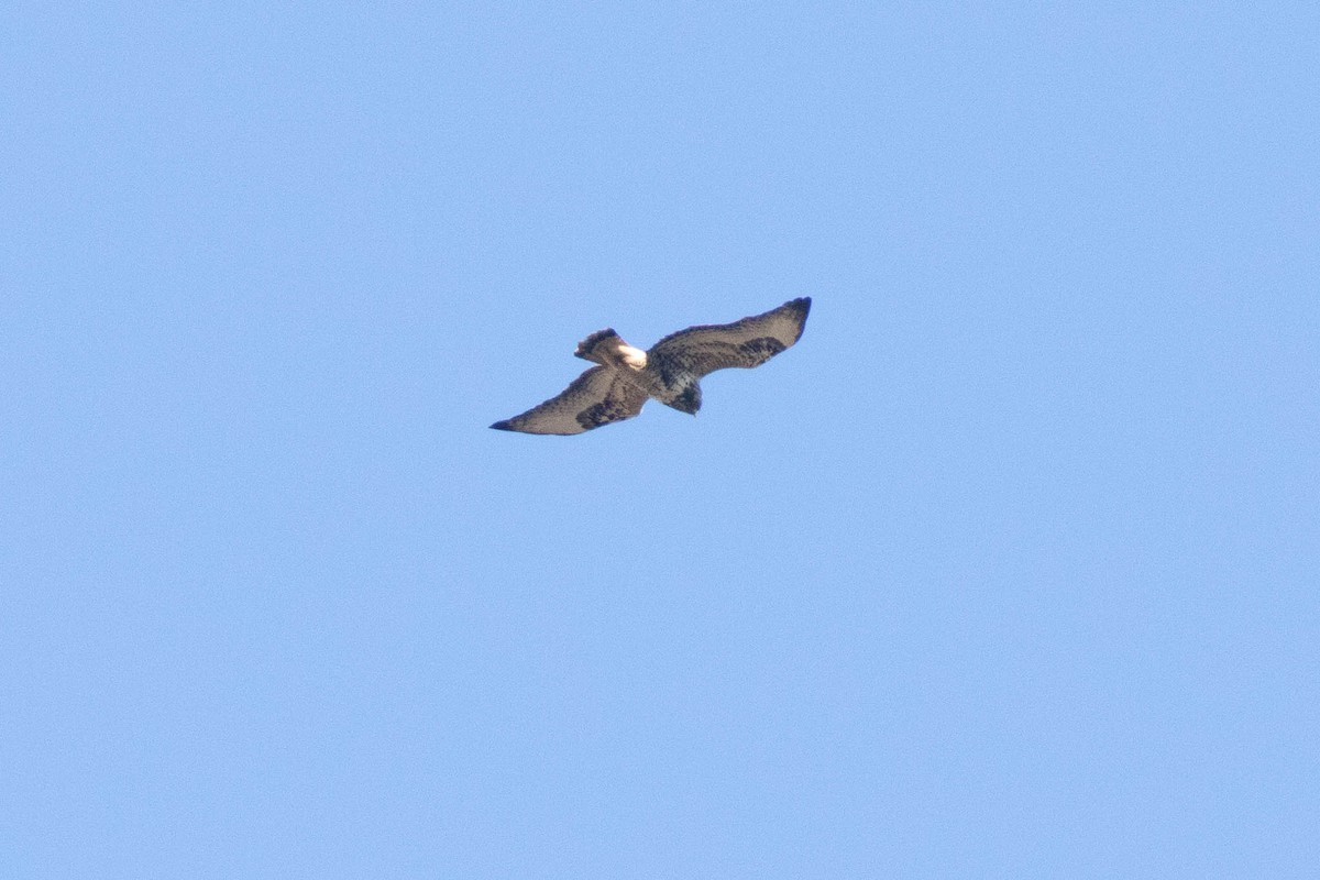 Rough-legged Hawk - ML524736121