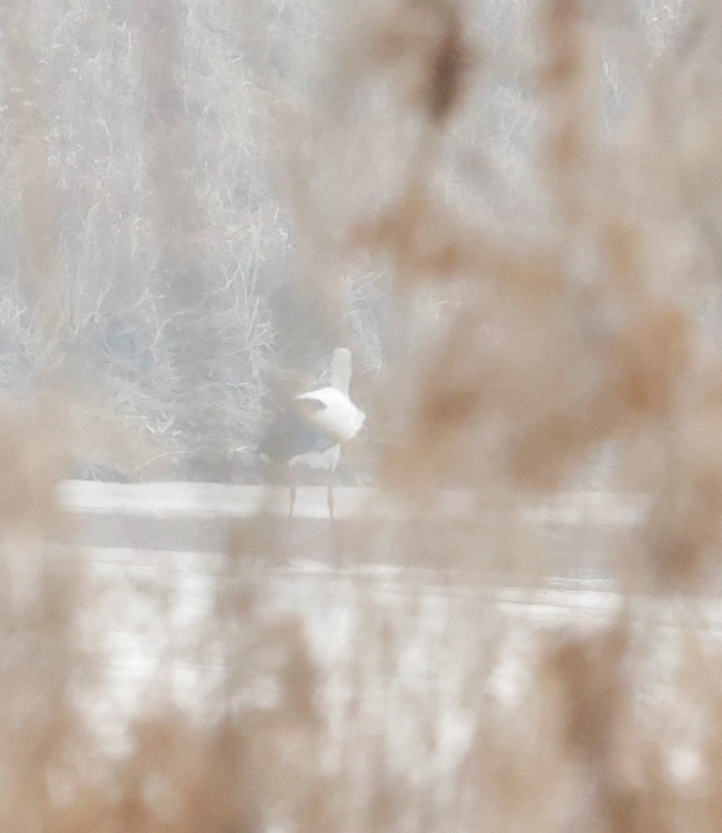 Oriental Stork - ML524737191