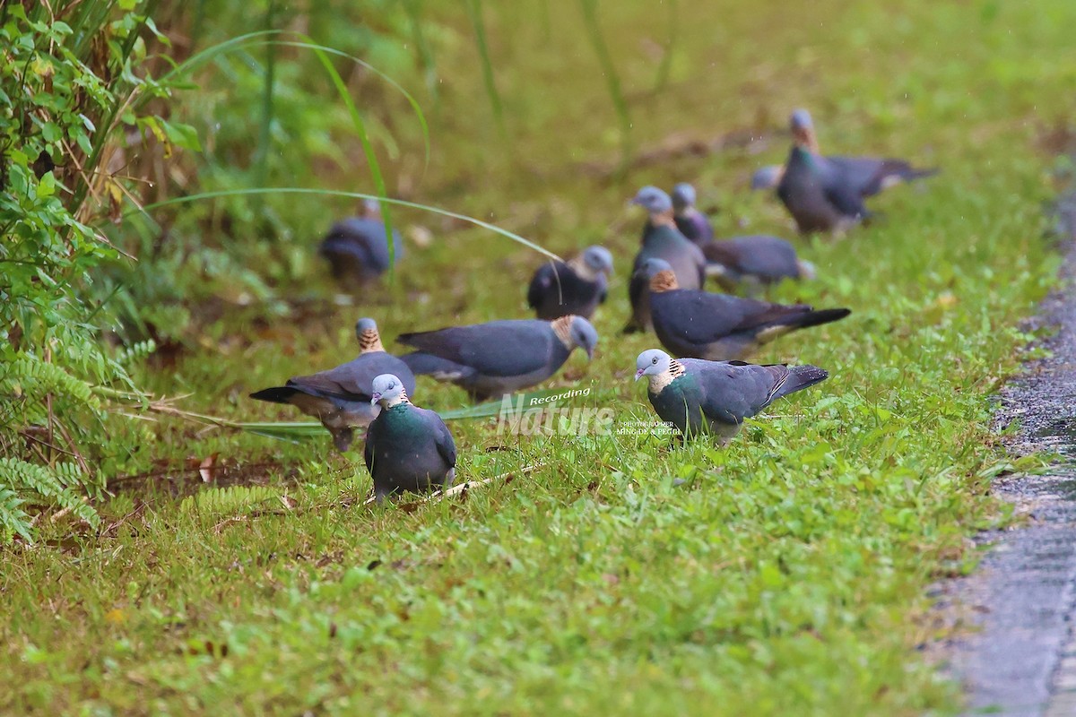 Ashy Wood-Pigeon - ML524737211