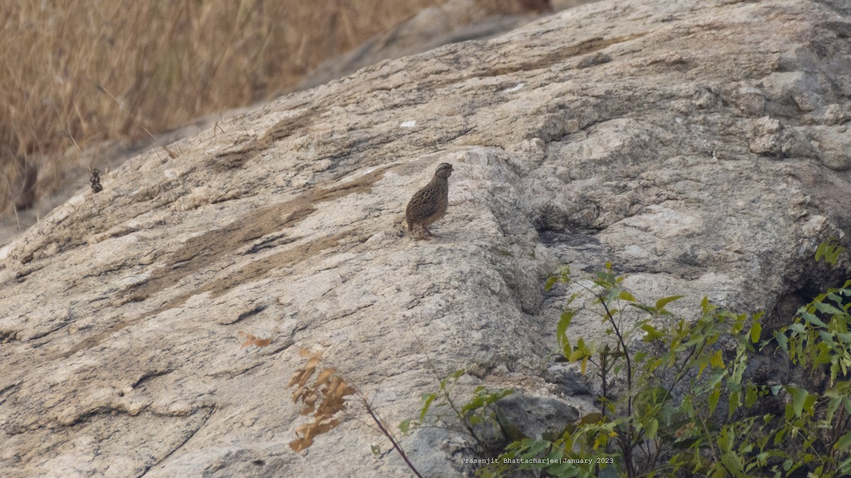 Jungle Bush-Quail - ML524737521