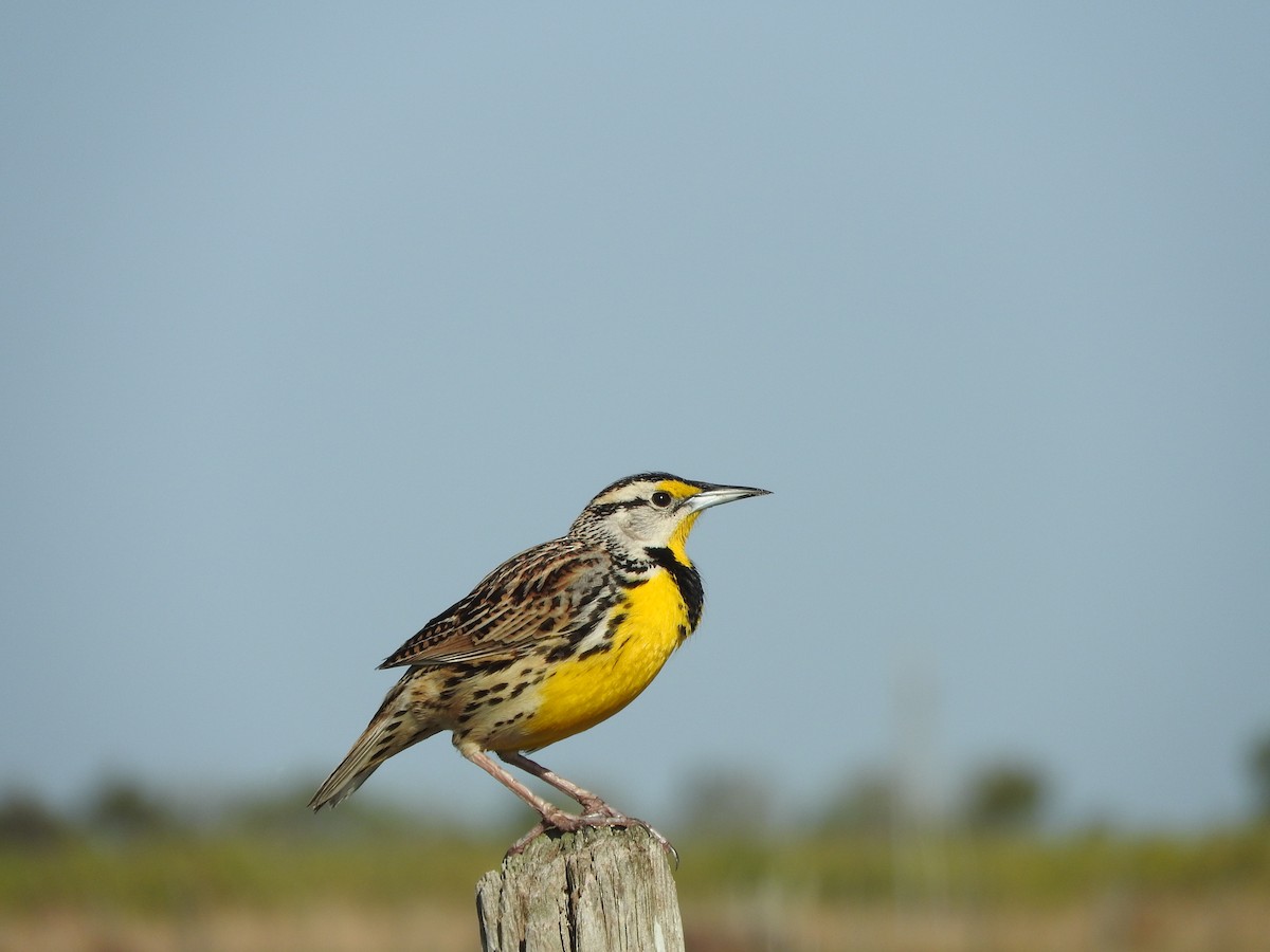 Eastern Meadowlark - ML52473861