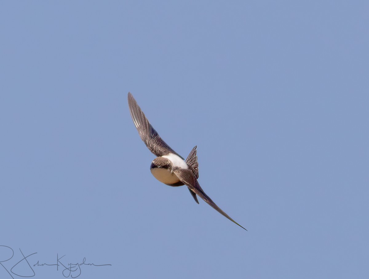 White-backed Swallow - John Kyngdon