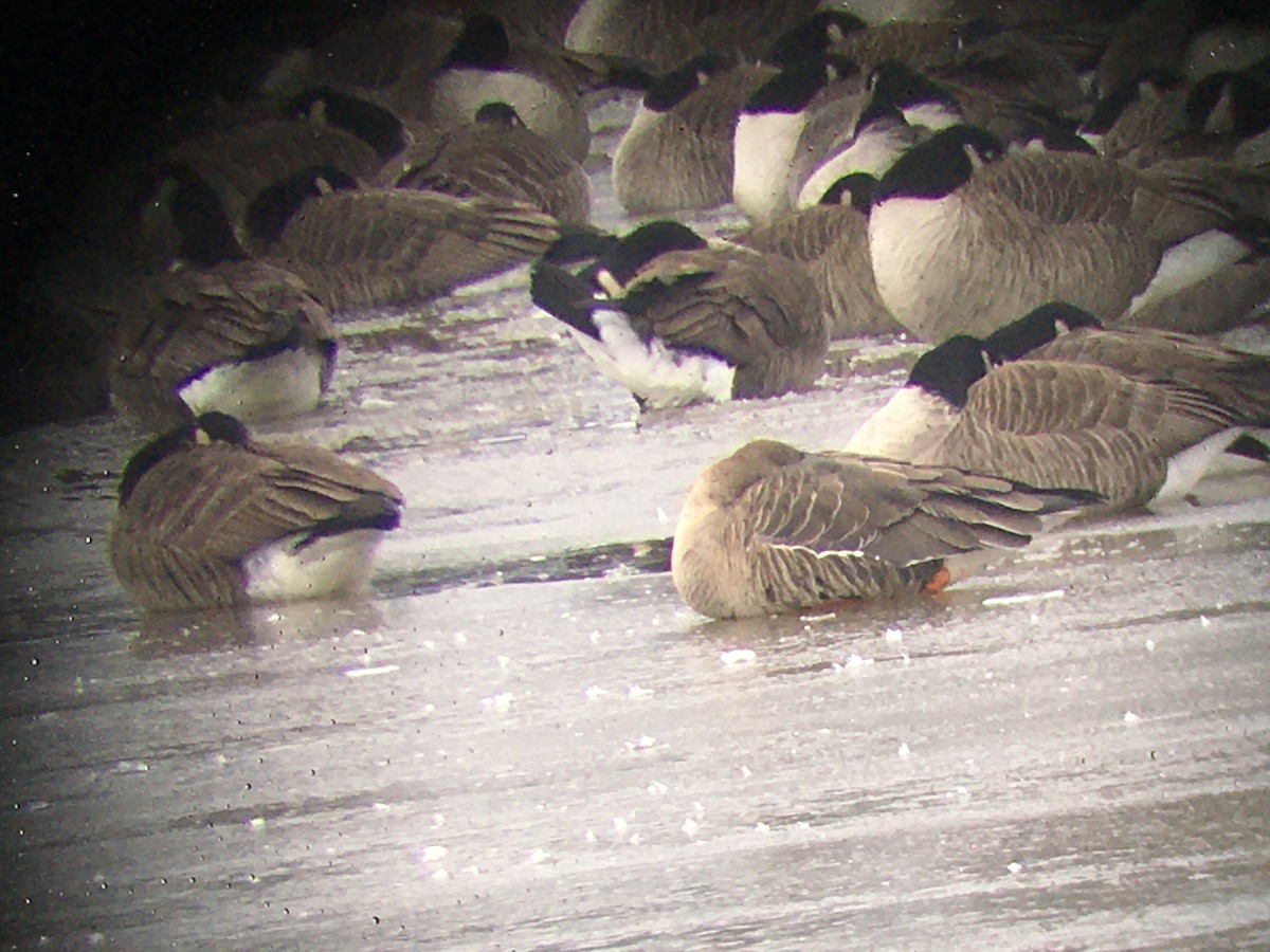 Greater White-fronted Goose - ML524739901