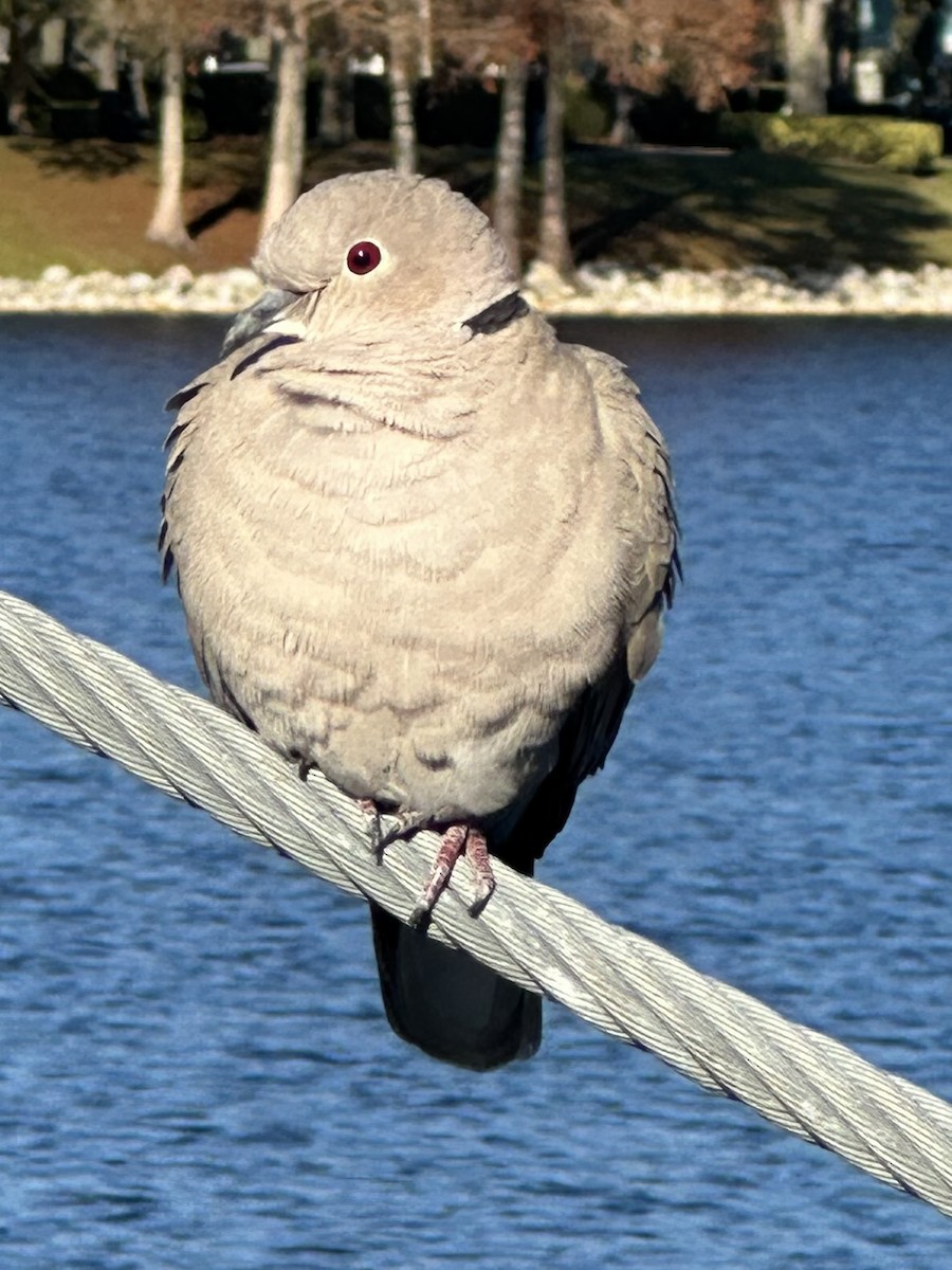 Eurasian Collared-Dove - ML524743691