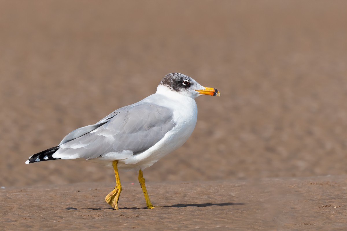 Pallas's Gull - Rajkumar Das