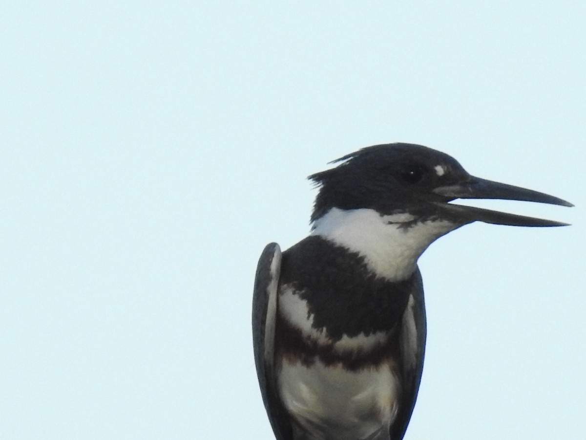 Belted Kingfisher - ML524745921