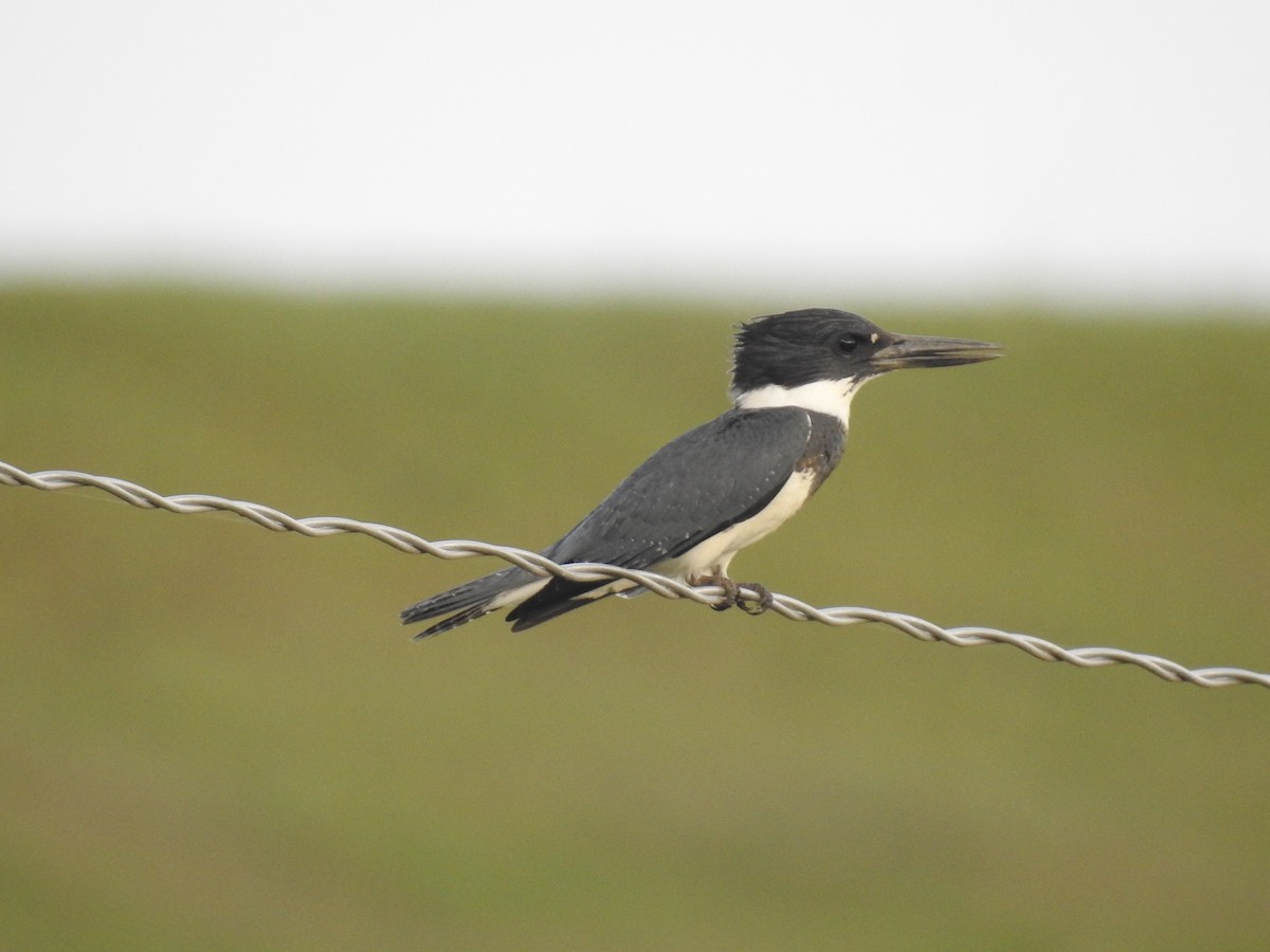 Belted Kingfisher - Yaro Rodriguez