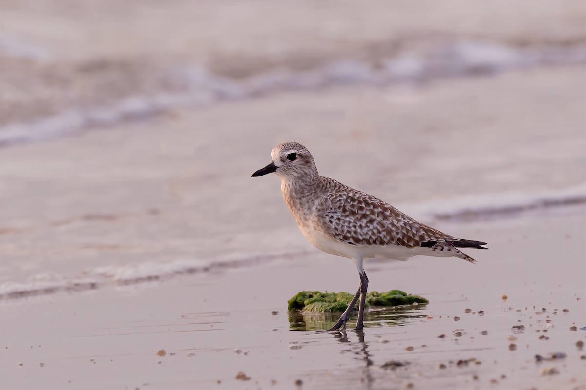 Black-bellied Plover - ML524747201