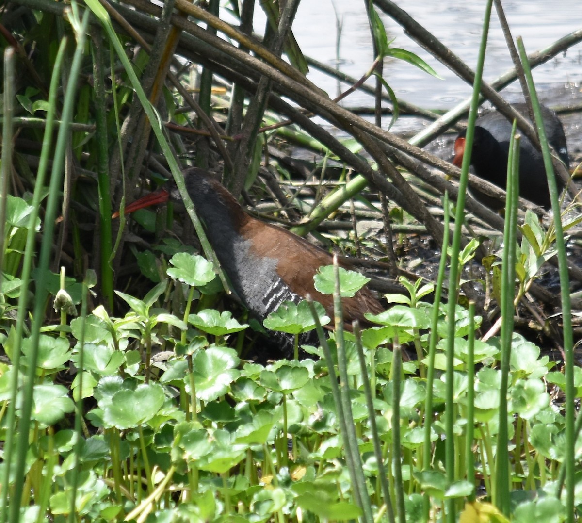 African Rail - ML524747501