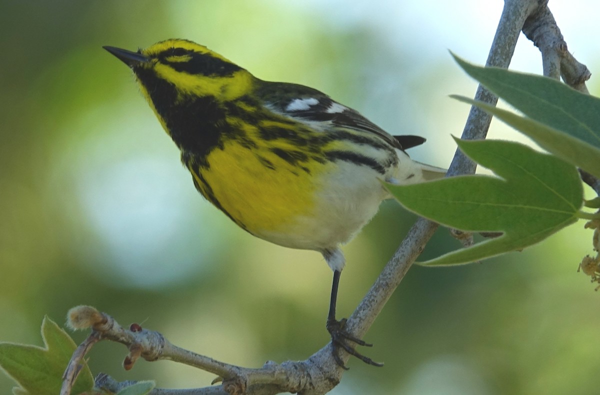 Townsend's Warbler - ML52474761