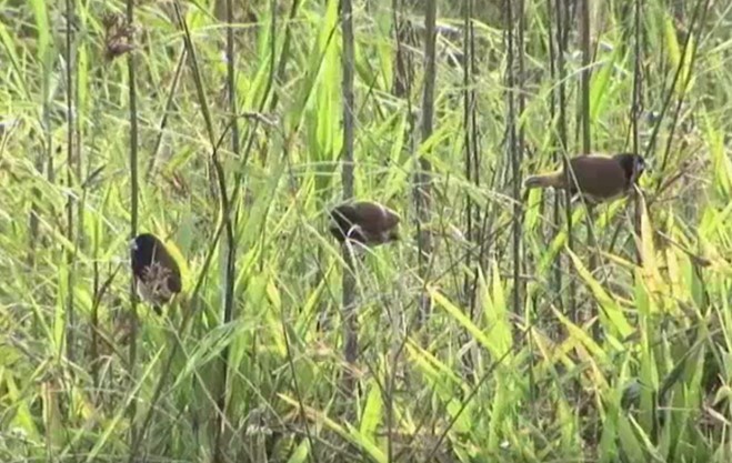 Black-breasted Munia - Josep del Hoyo