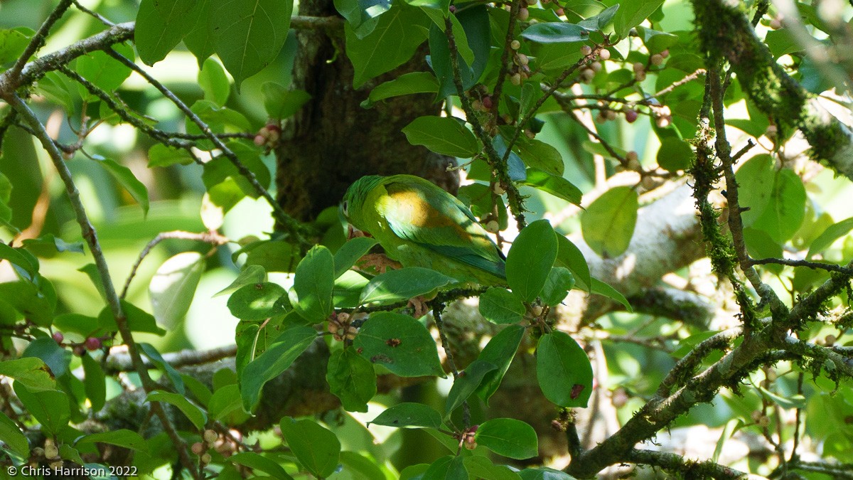 Orange-chinned Parakeet - ML524748831