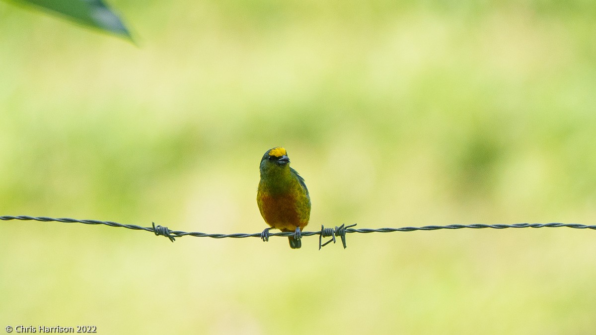 Olive-backed Euphonia - ML524748941