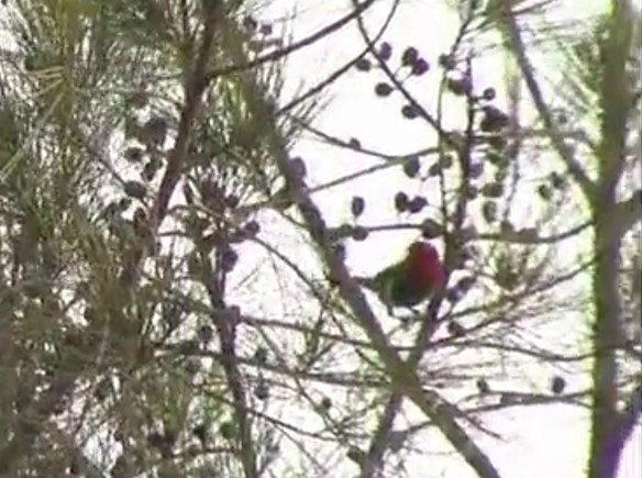 Red-throated Parrotfinch - ML524749171