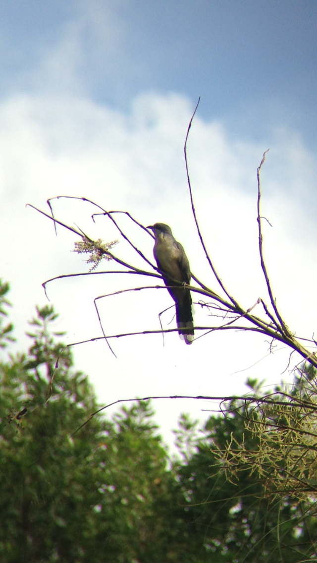 Mangrove Cuckoo - ML52474961