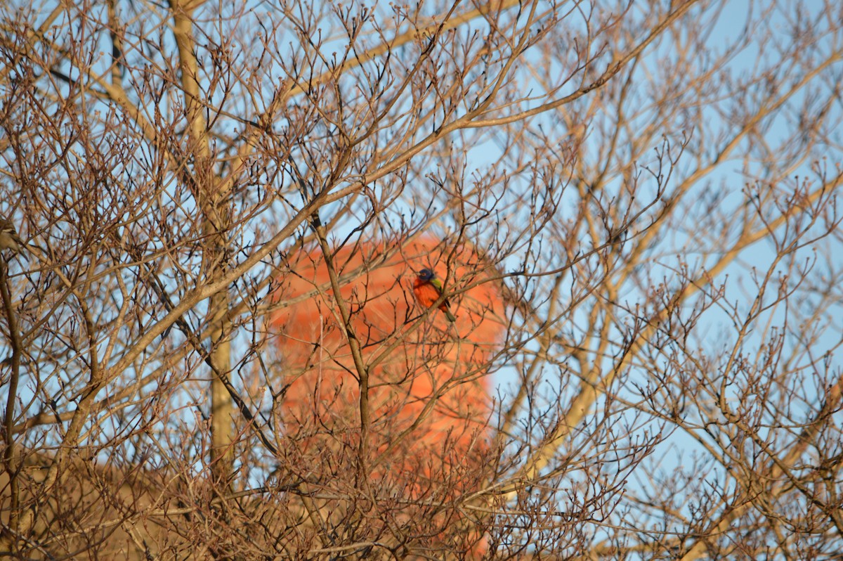 Painted Bunting - ML524750331