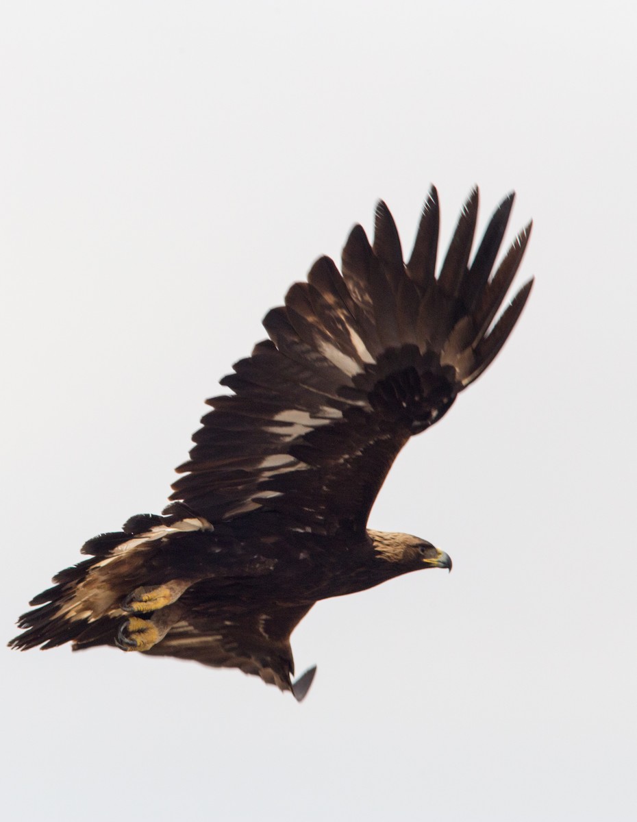 Golden Eagle - ML52475041