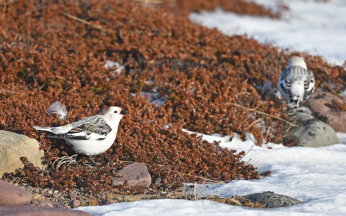 Snow Bunting - Julia Wittmann