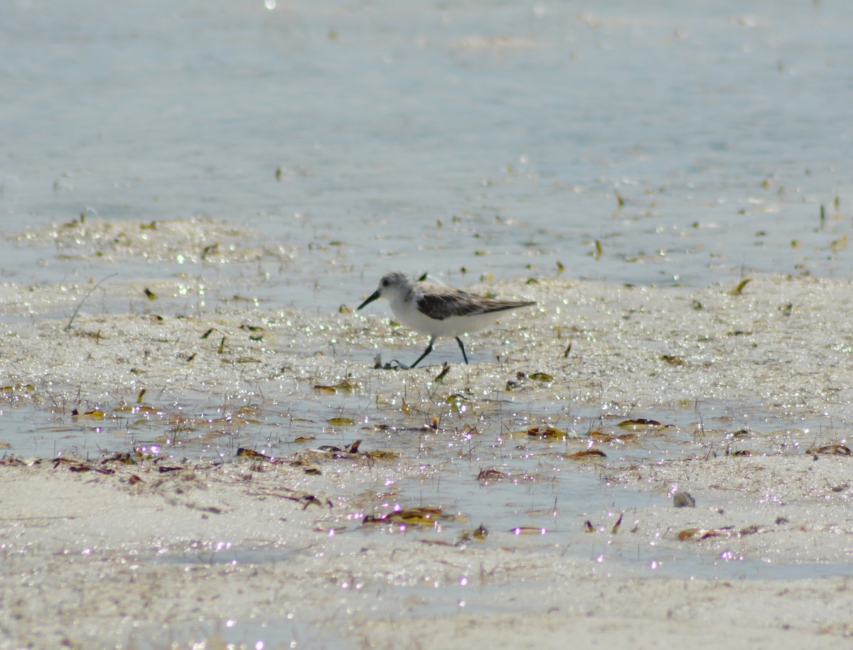 Sanderling - Keith M Kemp