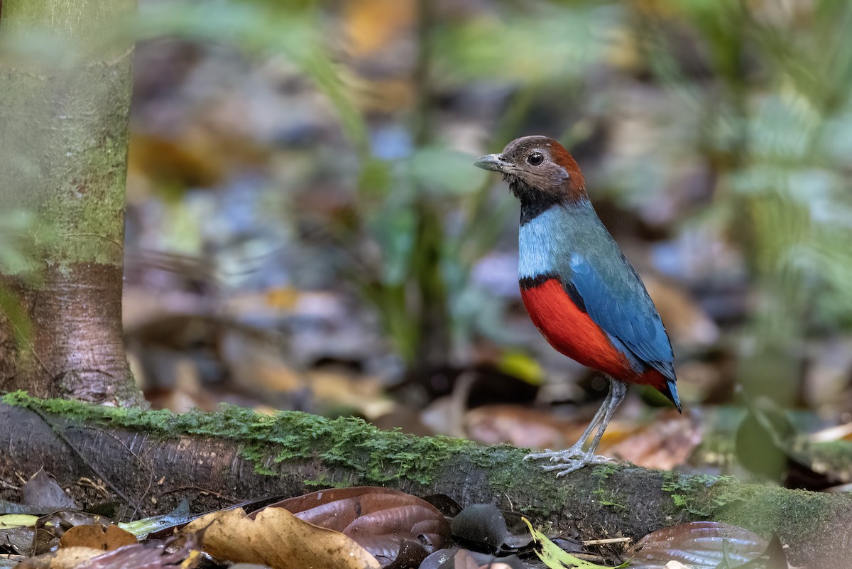 Papuan Pitta - ML524751821