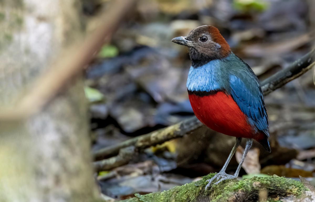 South Papuan Pitta - Andrew Spencer