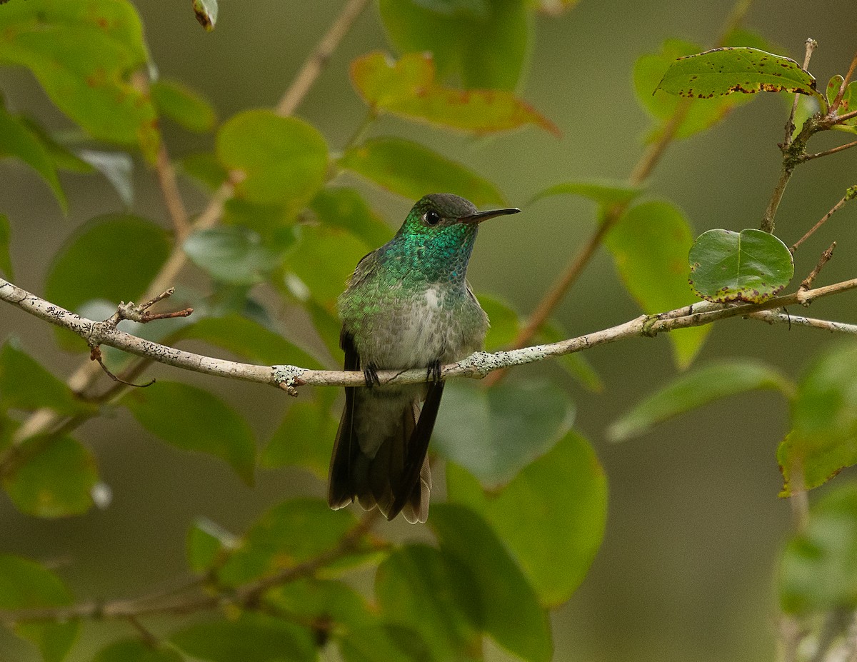 Versicolored Emerald (Versicolored) - Silvia Faustino Linhares