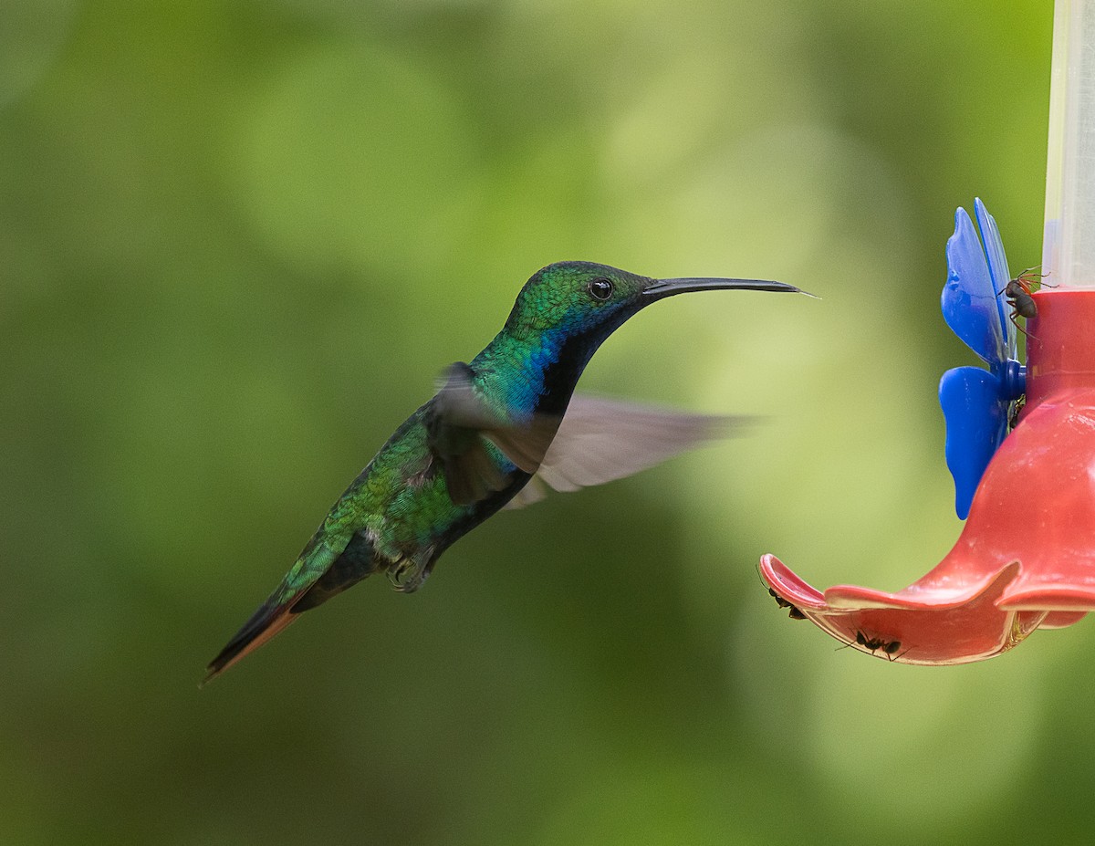 Black-throated Mango - ML524752501