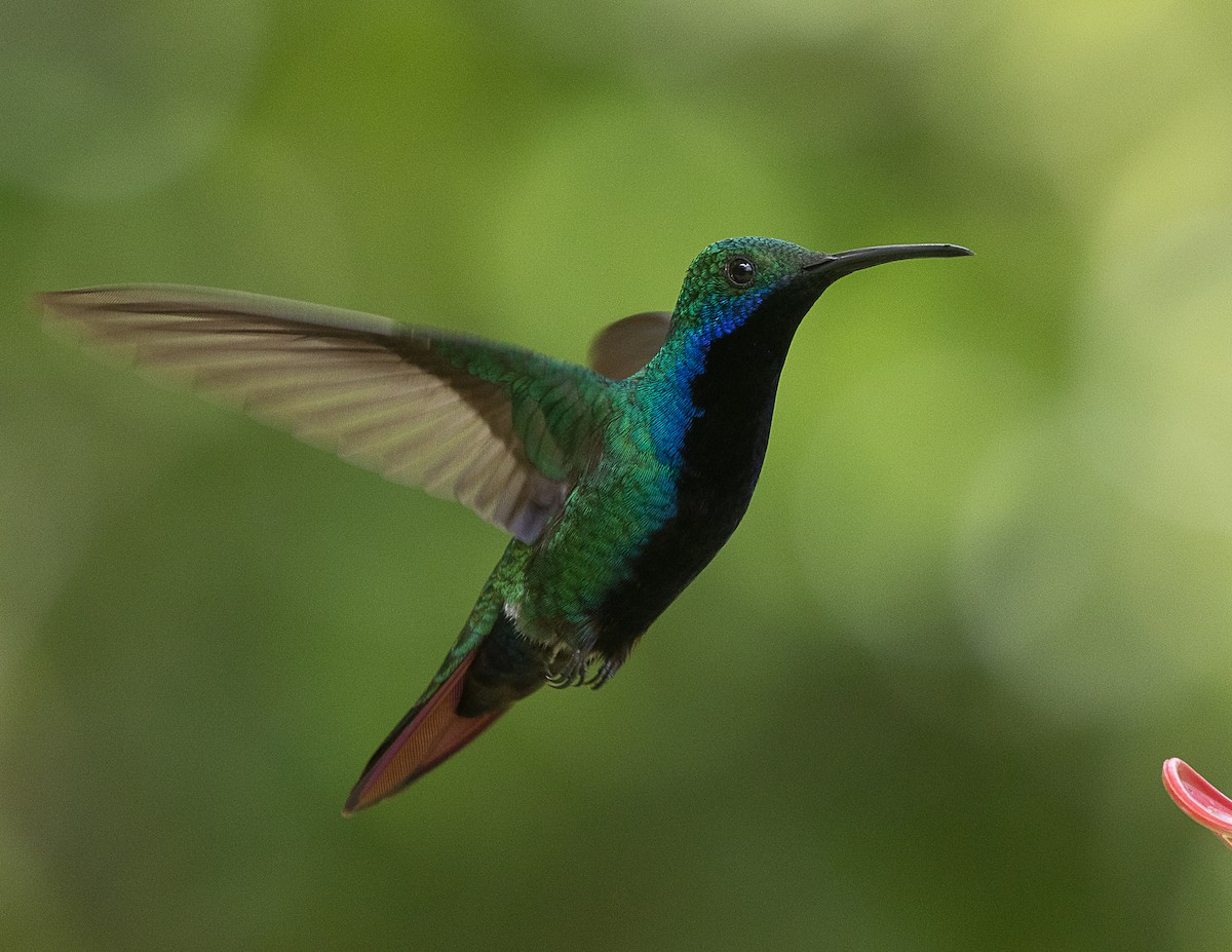 Black-throated Mango - ML524752511