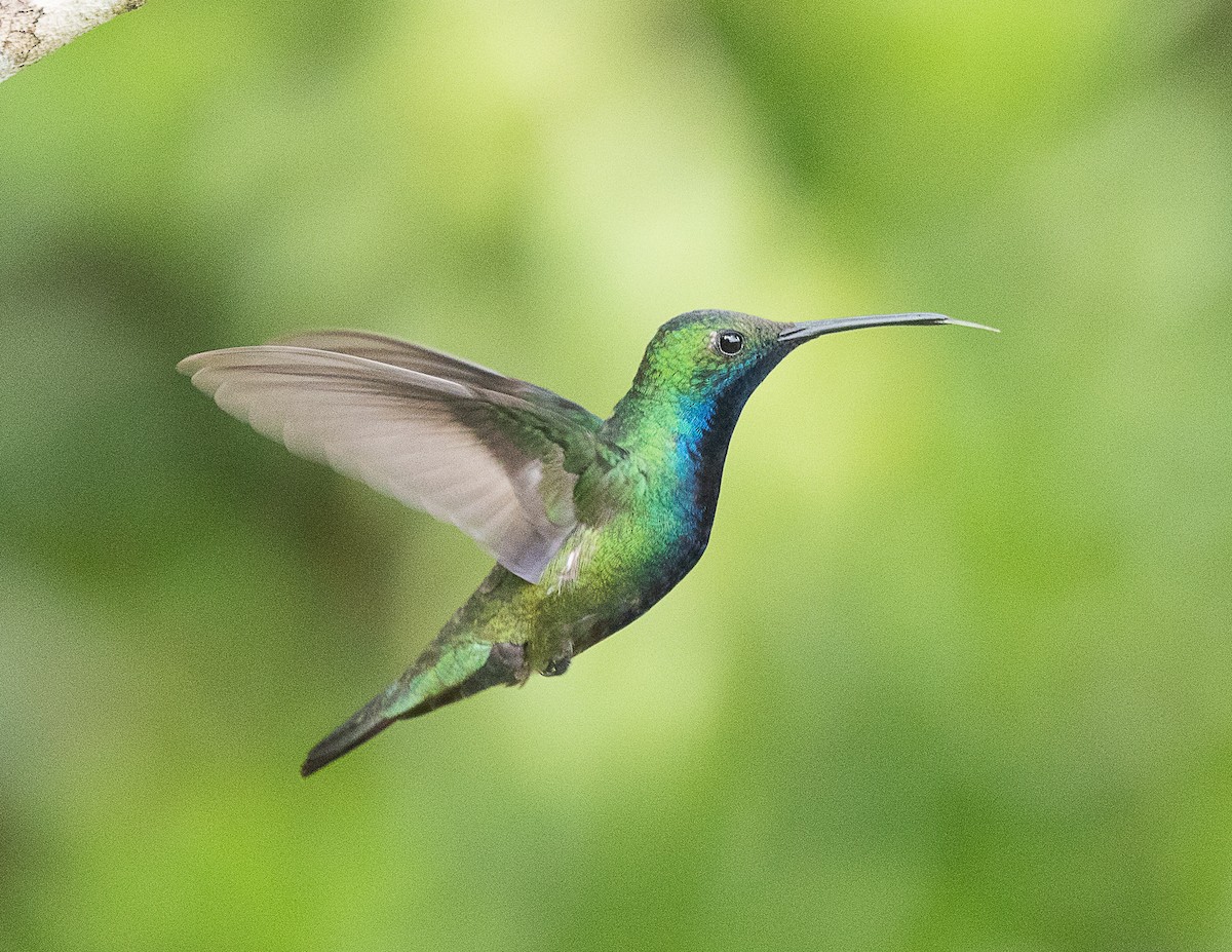 Black-throated Mango - ML524752531