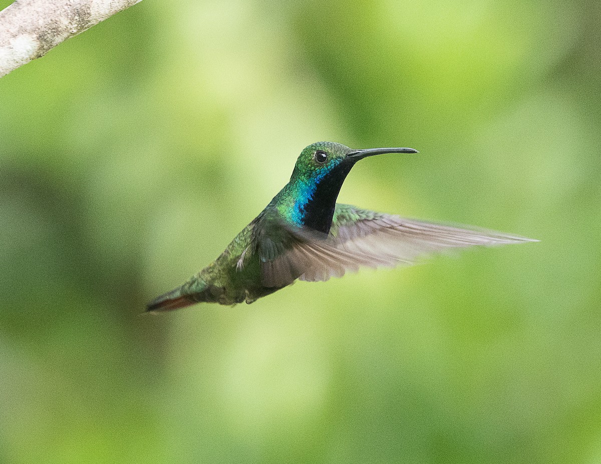 Black-throated Mango - Silvia Faustino Linhares